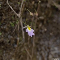 Utricularia striatula Sm.